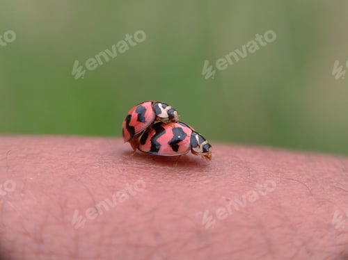 Preview: Mating ladybugs