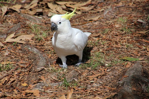 Preview: bird, cockatoo, pet, parrotsss