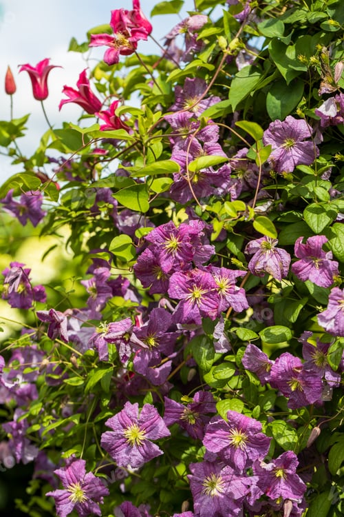 Preview: Clematis Mazurek flower plant blooming in the garden
