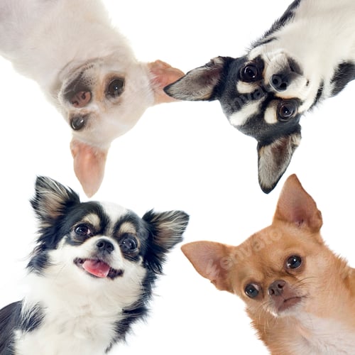 Preview: group of chihuahuas