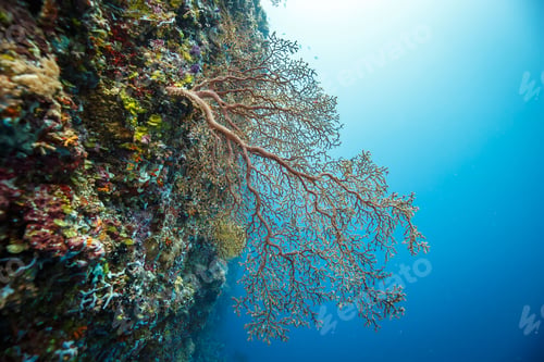 Preview: Vibrant blue underwater scene with corals