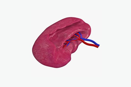 Preview: Internal heart structure with connecting vessels