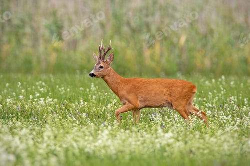 Preview: Roe deer buck with dark antlers walking on a meadow with wildflowers in summer