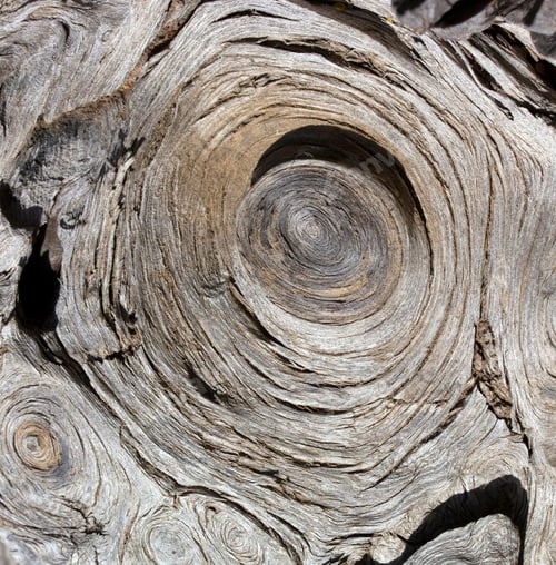 Preview: Tree wood texture bakcground abstract