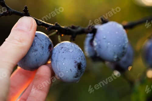 Preview: fresh ripe plums in tree