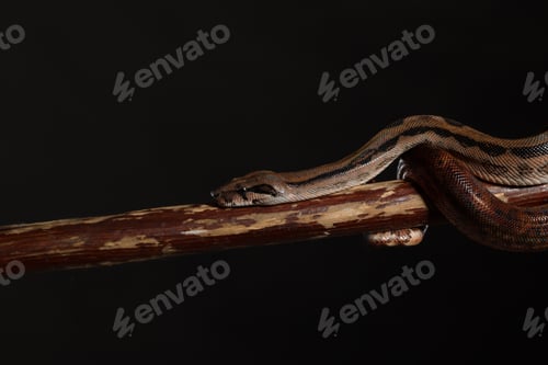 Python real, o pitón bola región Python, studio