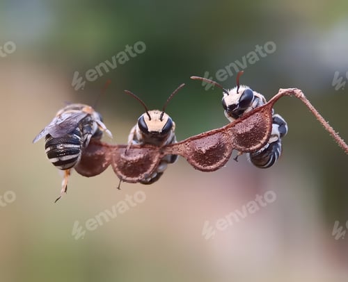 Preview: Insect