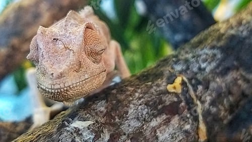 Preview: beautiful chameleon on the wood