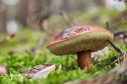 Preview: Polish mushroom Imleria badia growing in forest, closeup. Space for text