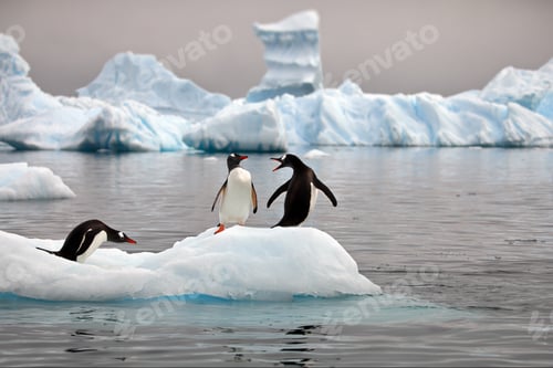 Preview: Closeup of a huddle of gentoo penguins on the ice in the ocean in Antarctica