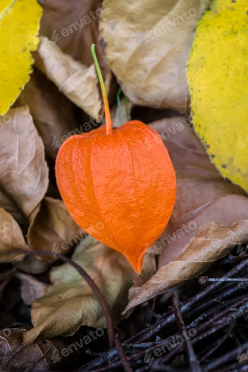 Preview: Fallen Leaves on the Ground.