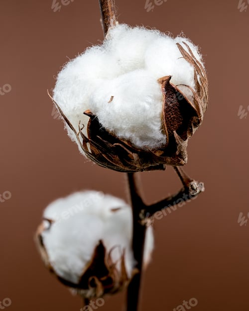 Preview: Cotton Bolls on Branch on brown background
