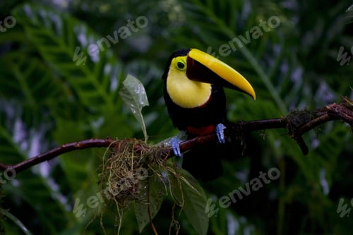 Preview: toucan, bird, colours, tropics