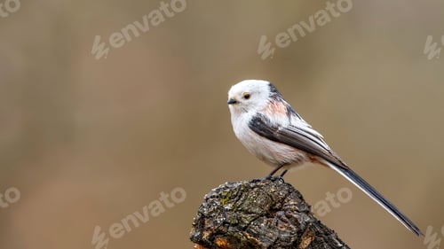 Preview: Long-Tailed Tit sitting on a Stick