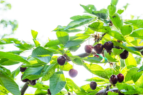 Preview: Ripe cherries on a tree branch