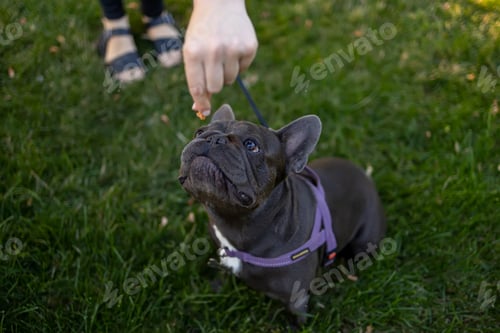 Preview: beautiful dog french bulldog in the park looks at a piece of food served to him