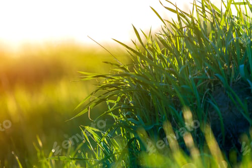 Preview: Close up macro abstract picture of lit by sun bright fresh clean light green grass blades