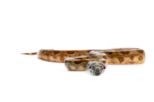 Preview: Hog Island Boa Constrictor