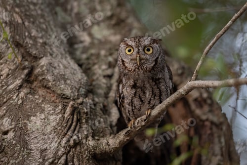 Preview: An Eastern Screech Owl in a Tree