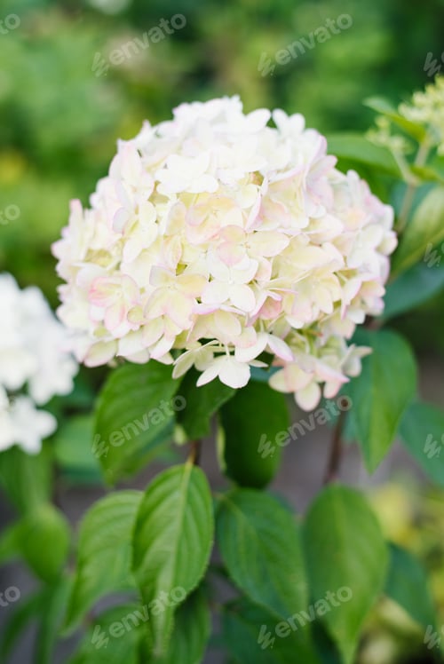 Preview: Early pink phase of Metallica hydrangea flowers