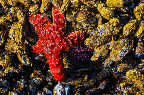 Preview: Starfish in the tide pool at Haystack Rock