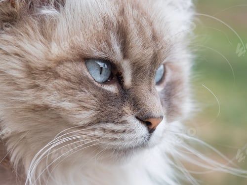 Preview: Closeup of Siberian cat with blue eyes