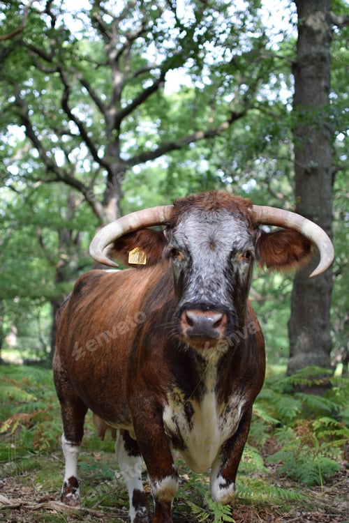 Preview: Vertical closeup of a brown cattle standing and looking at the camera with trees background