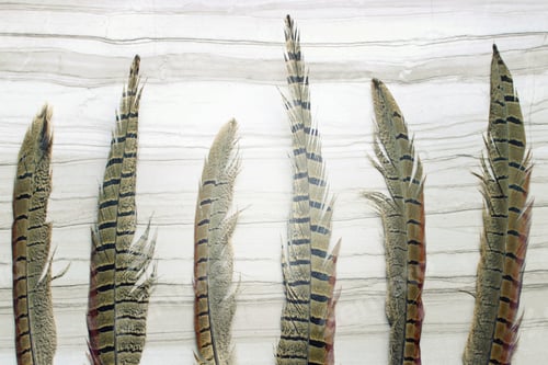 Preview: Pheasant feathers background