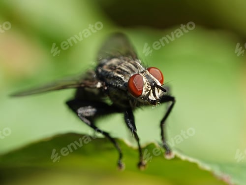 Preview: Flesh fly (Sarcophaga)