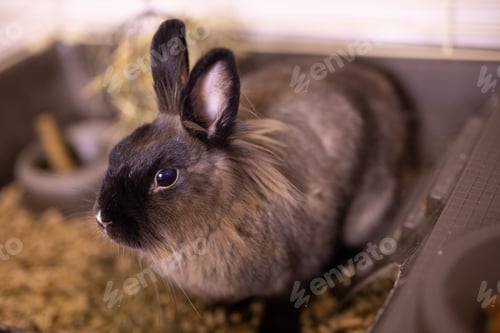 Preview: Brown cute rabbit close-up enjoying at home - animal symbol chinese new year 2023 and pet concept
