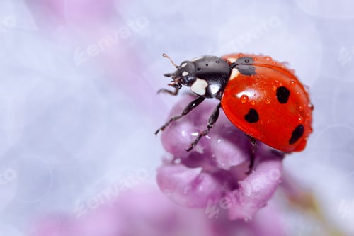Preview: Ladybug on a lilac flower, close-up