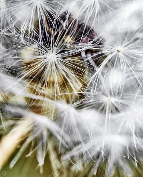 Preview: A macro shot of a dandelion on a yellow-green background. Close-up