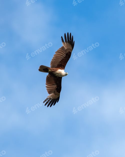 Preview: Brahminy kite eagle soaring high, photographed against the blue sky.