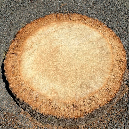 Preview: palm tree stump, natural texture background