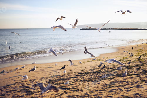 Preview: A flock of seagulls are flying over a beach