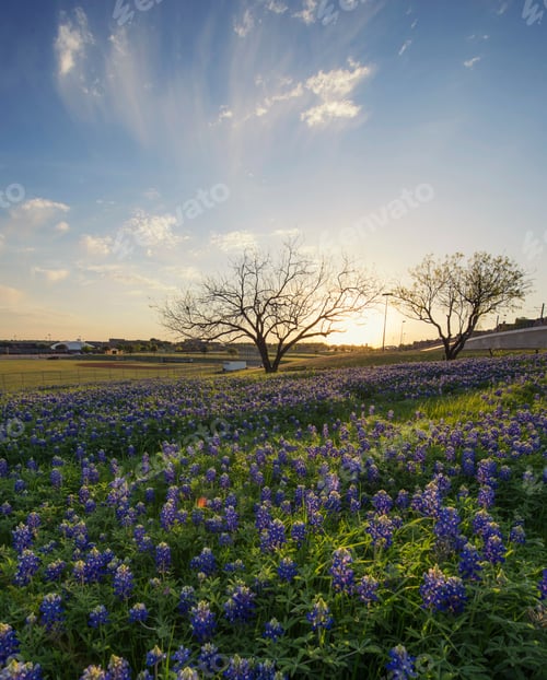 Preview: Bluebonnet flowers field in Irving, Texas