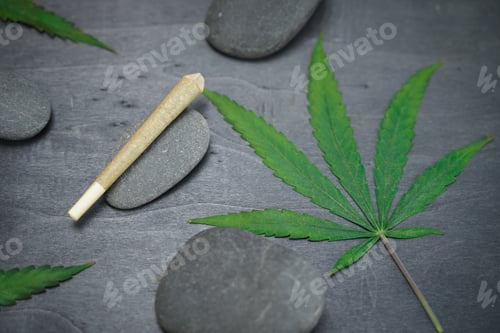 Preview: CBD medical marijuana and hemp leaves. Medical cannabis.