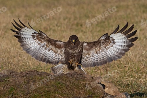 Preview: Common buzzard (Buteo buteo)