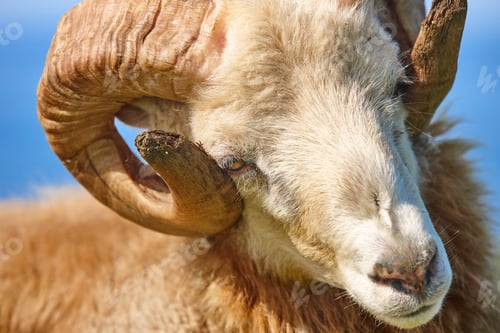 Preview: Head sheep lamb grazing under blue sky on Faroe islands