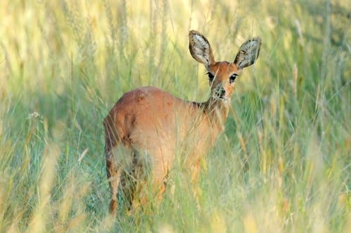 Preview: Steenbok antelope in natural habitat