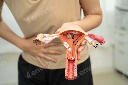 Preview: Uterus, Asian, woman holding human anatomy model.
