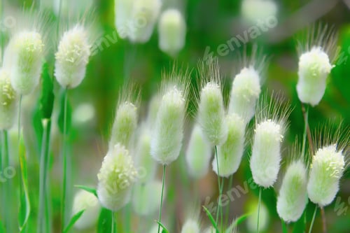 Preview: Wild grass seeding in summer