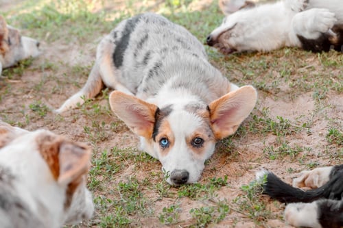 Preview: Speckled Corgi Puppy Resting on Ground