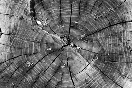 Preview: Wood texture year-old rings background