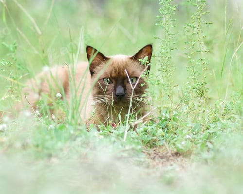 Preview: a cat is in the grass
