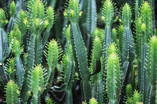 Preview: Closeup image of euphorbia ingens cactus trees
