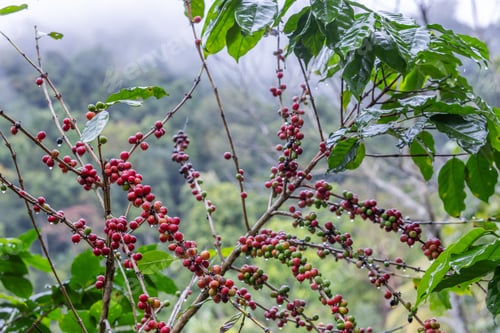 Preview: Arabica Coffee Plant with Ripening Red Cherries on Branches in a Green