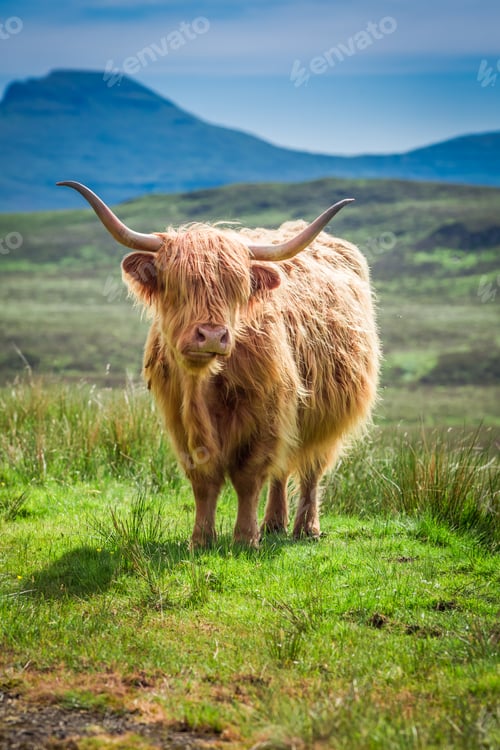 Preview: Furry highland cow in Scotland in UK