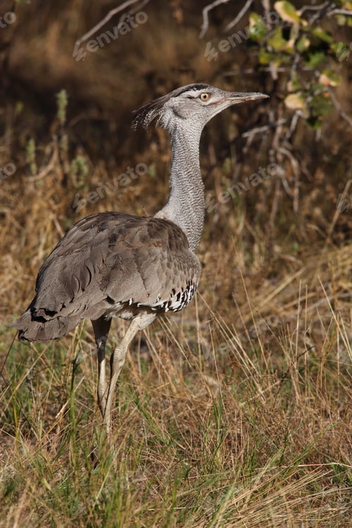 Preview: A Kori Bustard (Ardeotis kori) in Etosha National Park in Namibia, Africa.