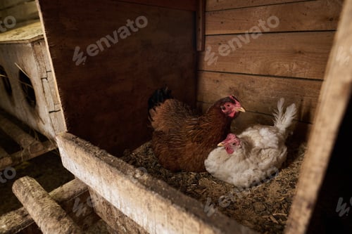 Preview: Two bred free range chickens laying eggs